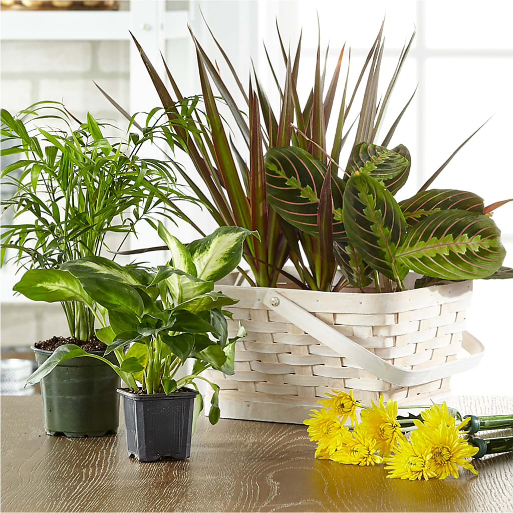 Florist Designed Blooming and Green Plants in a Basket – Concord Flowers, Concord CA