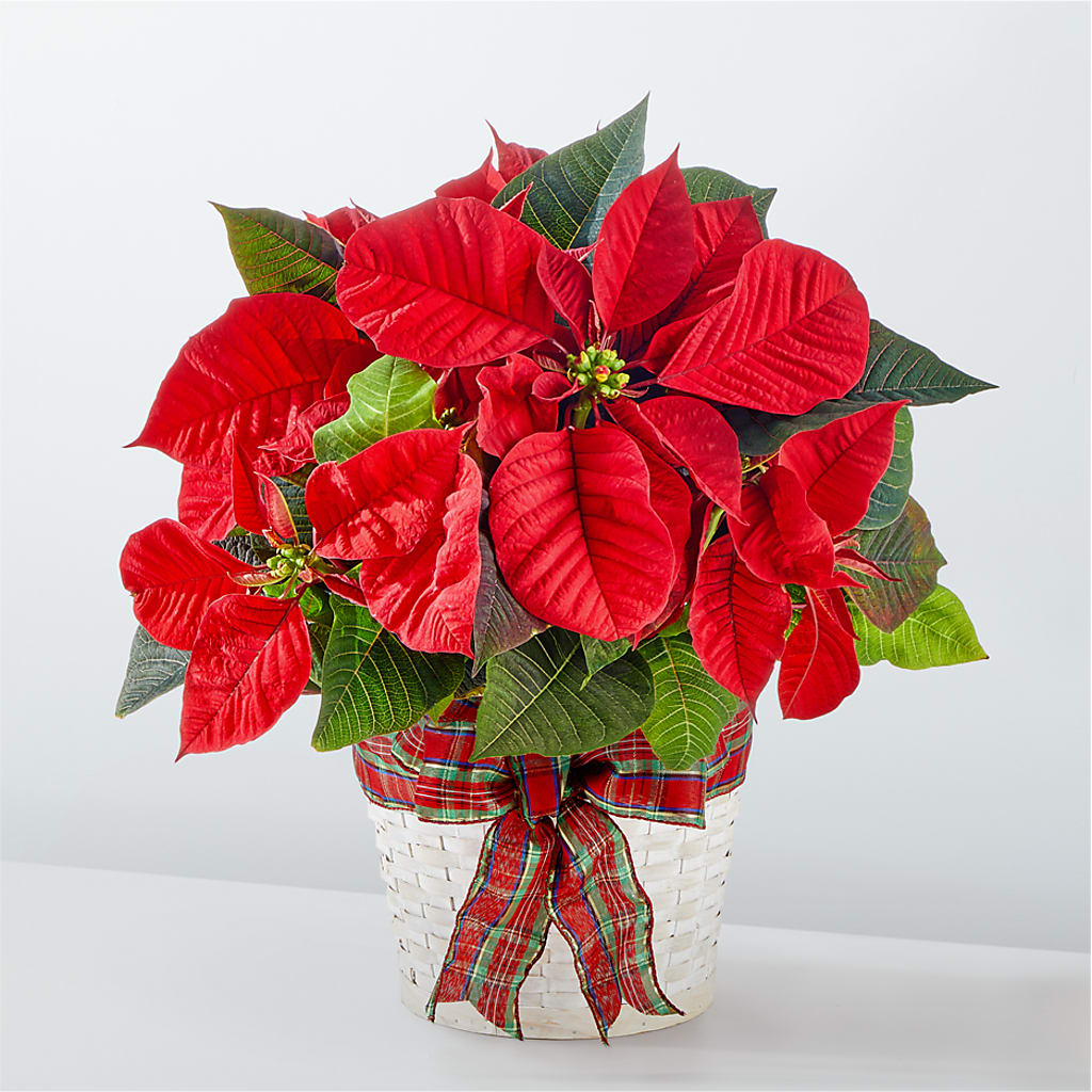 Happiest Holidays Poinsettia – Concord Flowers, Concord CA