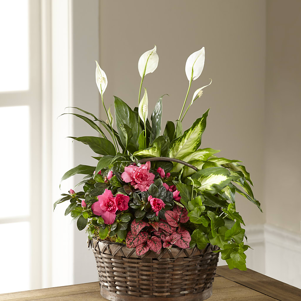 Dream in Pink Dishgarden – Concord Flowers, Concord CA