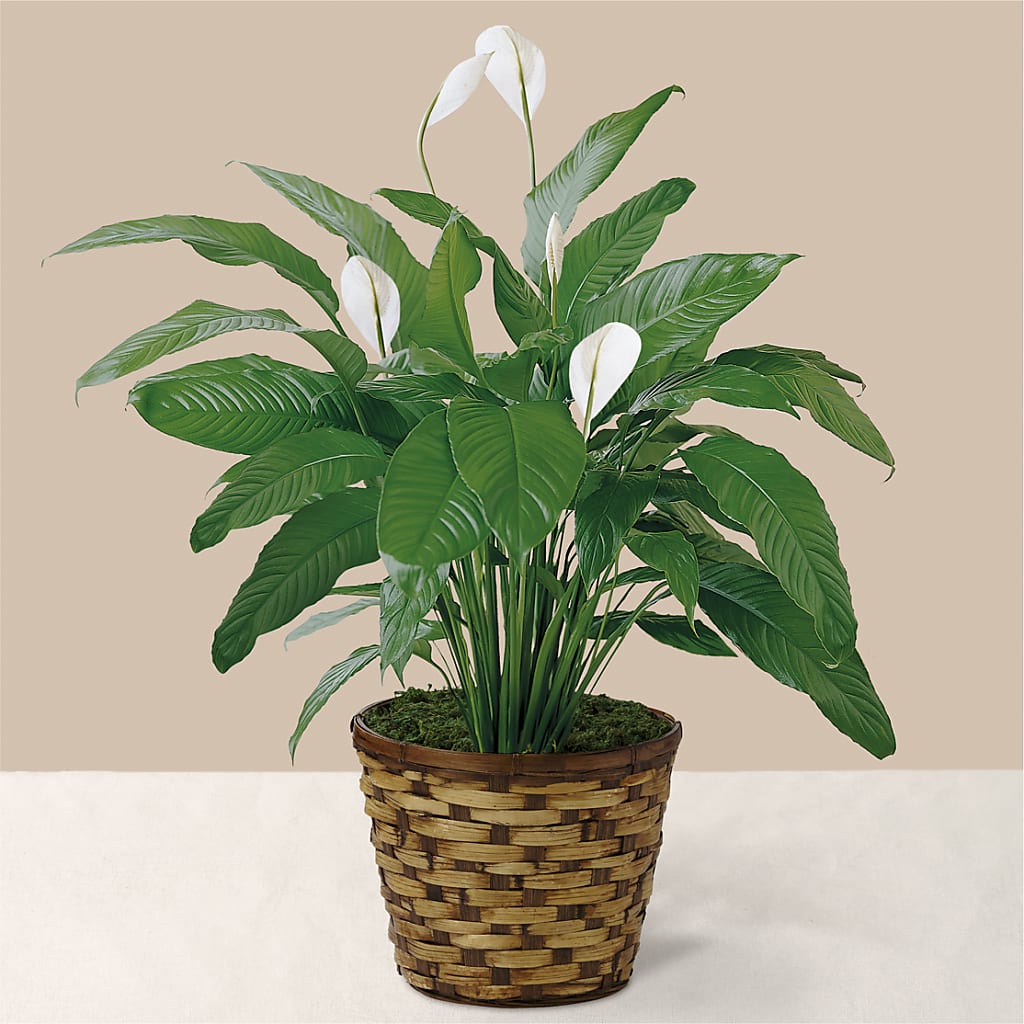 Tranquil Moments Peace Lily Plant – Concord Flowers, Concord CA