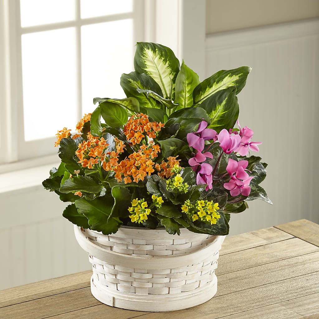 Color Crush Dishgarden – Concord Flowers, Concord CA
