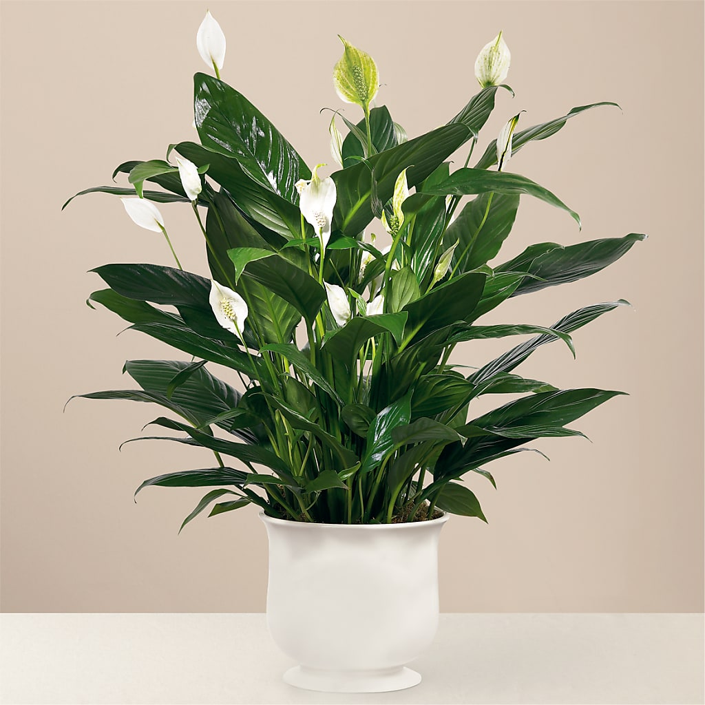 Comfort Planter – Concord Flowers, Concord CA