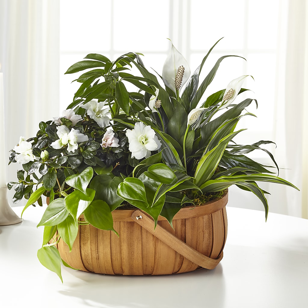 Serene Dishgarden – Concord Flowers, Concord CA