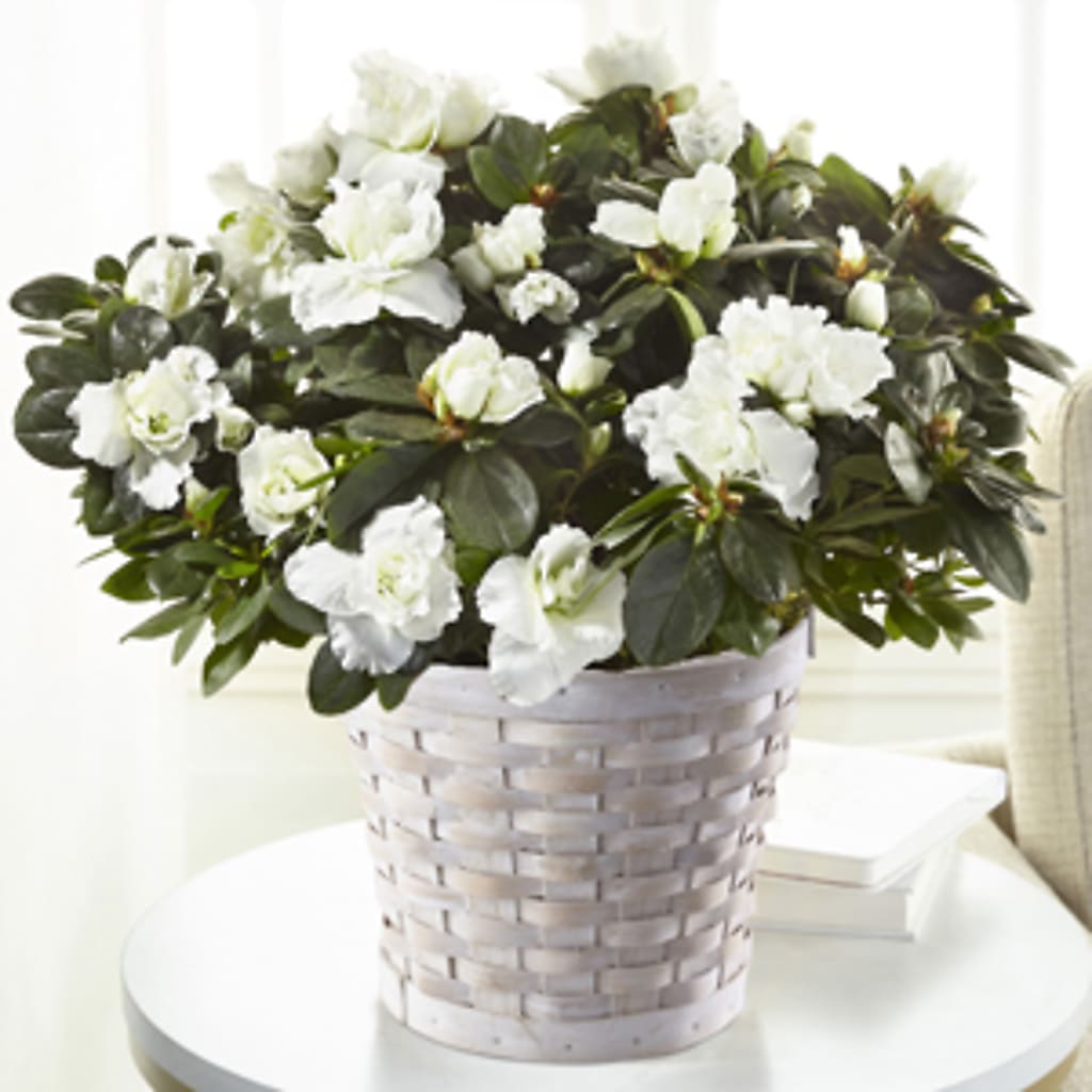 White Azalea Plant – Concord Flowers, Concord CA