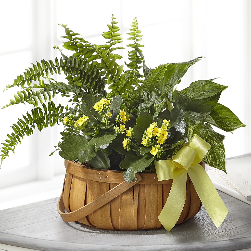 Always Dear Dishgarden – Concord Flowers, Concord CA