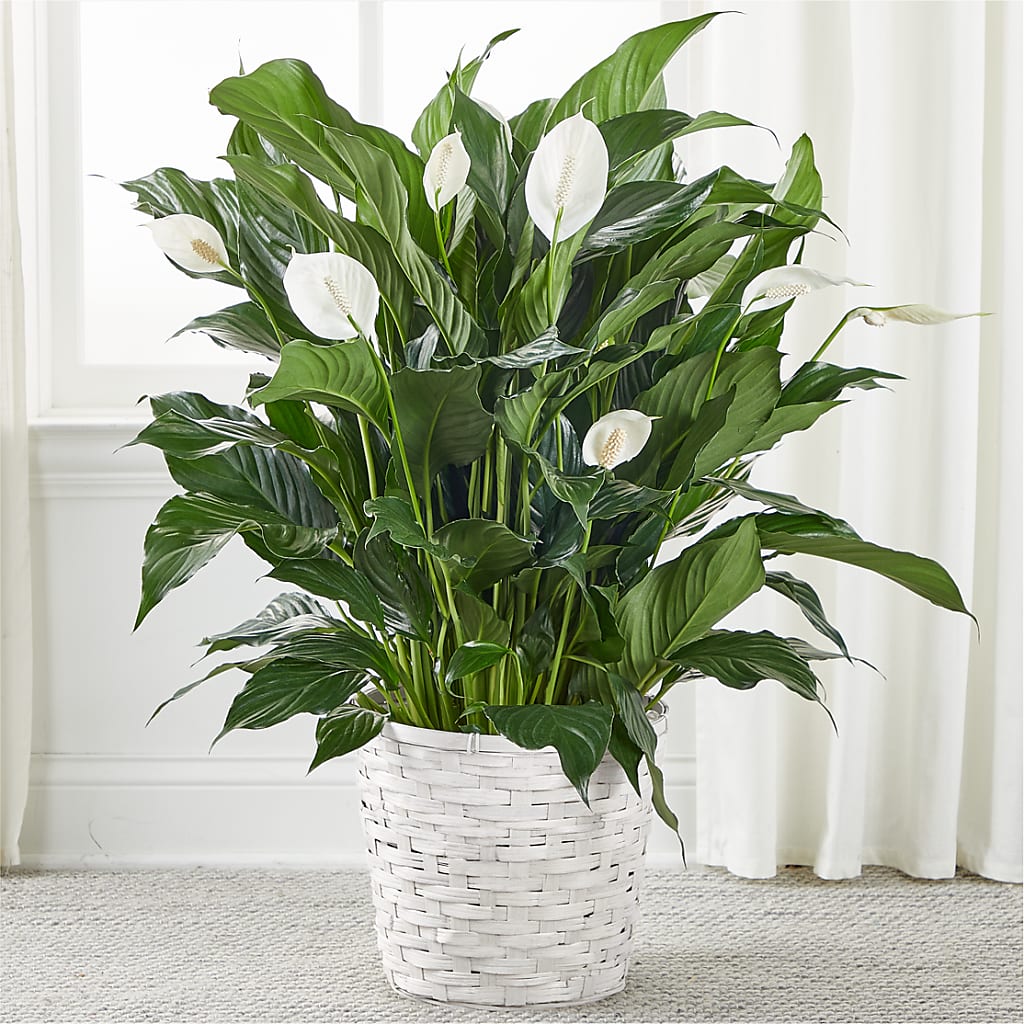 A New Leaf Peace Lily – Concord Flowers, Concord CA