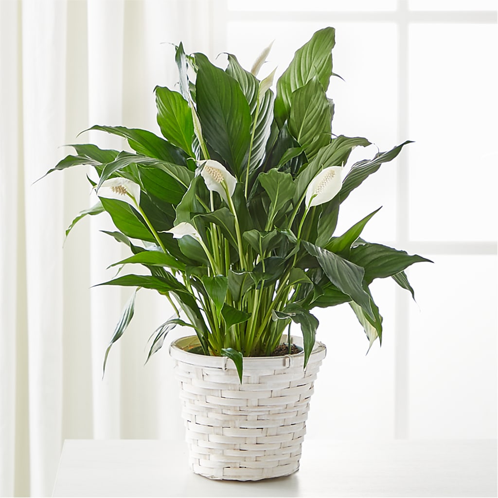 A New Leaf Peace Lily – Concord Flowers, Concord CA