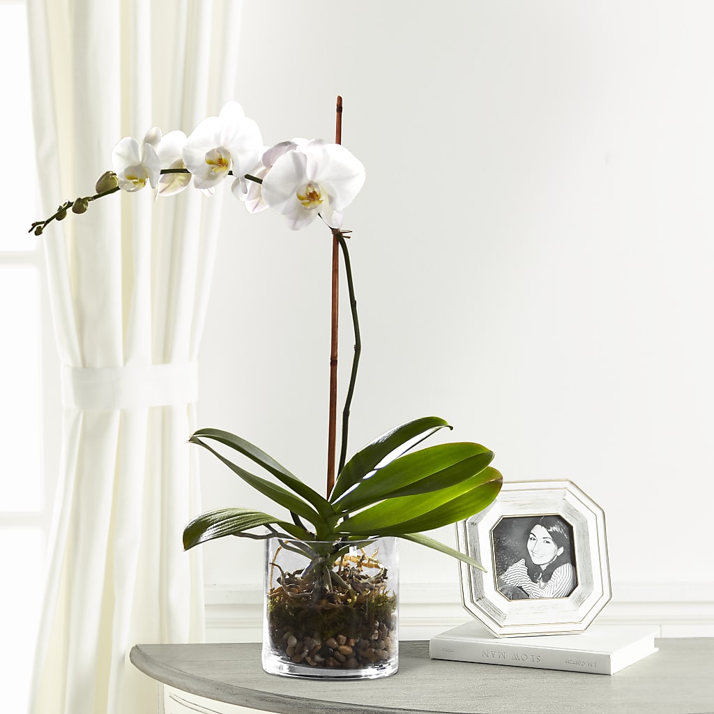 White Orchid Planter – Concord Flowers, Concord CA