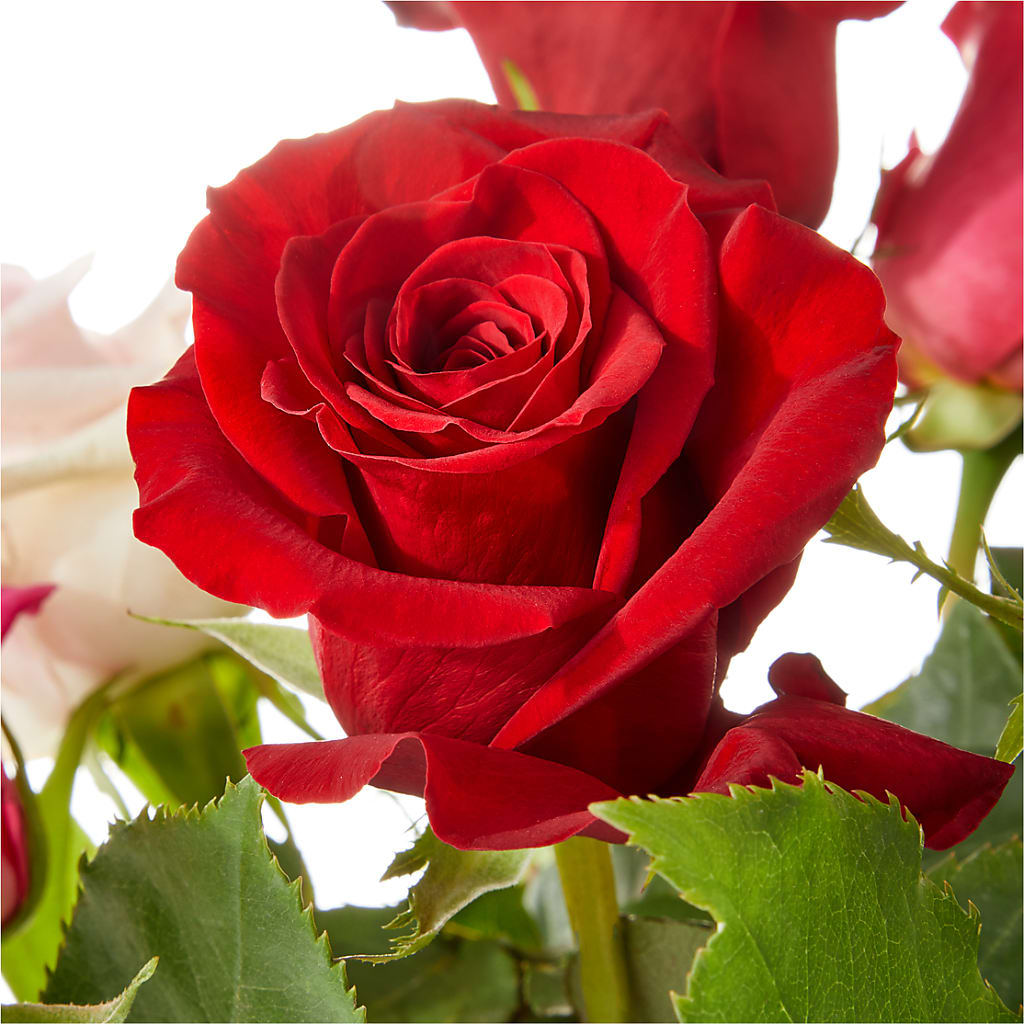 Love Notes Rose Bouquet – Concord Flowers, Concord CA