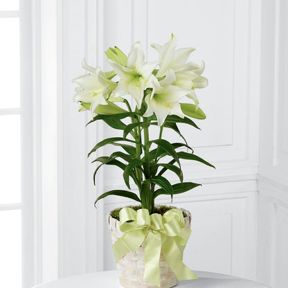 Easter Lily Plant –  Concord Flowers, Concord CA