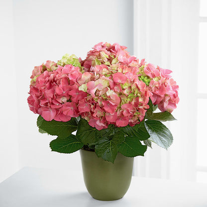 Pink Hydrangea Planter –  Concord Flowers, Concord CA