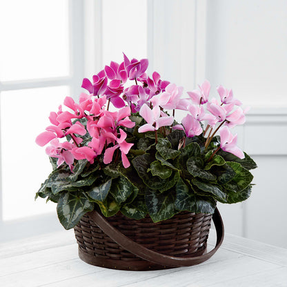 Mixed Cyclamen Planter –  Concord Flowers, Concord CA