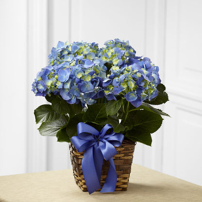 Blue Hydrangea Planter –  Concord Flowers, Concord CA