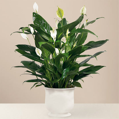 Comfort Planter –  Concord Flowers, Concord CA