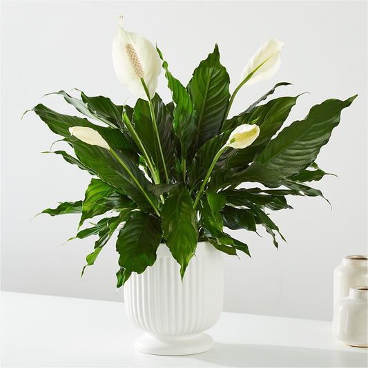 Comfort Planter –  Concord Flowers, Concord CA