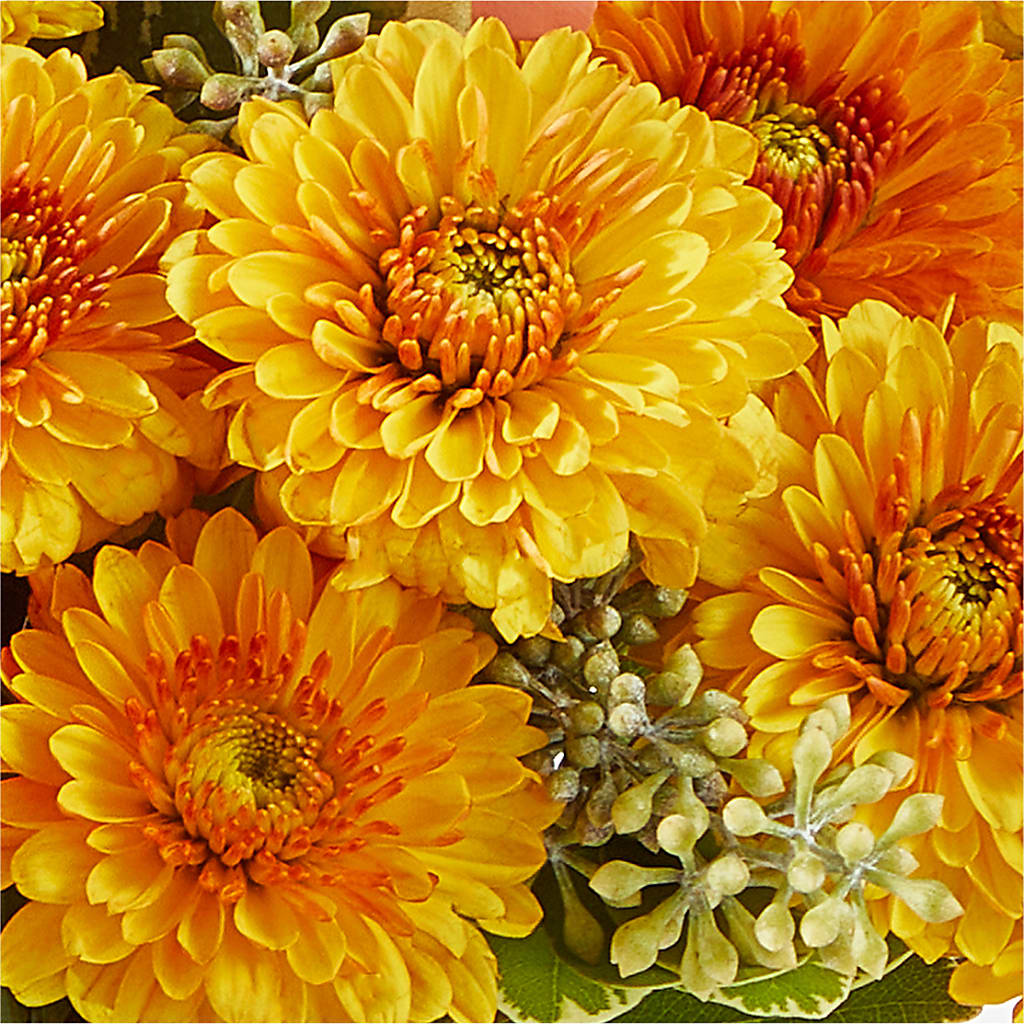 Peachy Pumpkin –  Concord Flowers, Concord CA