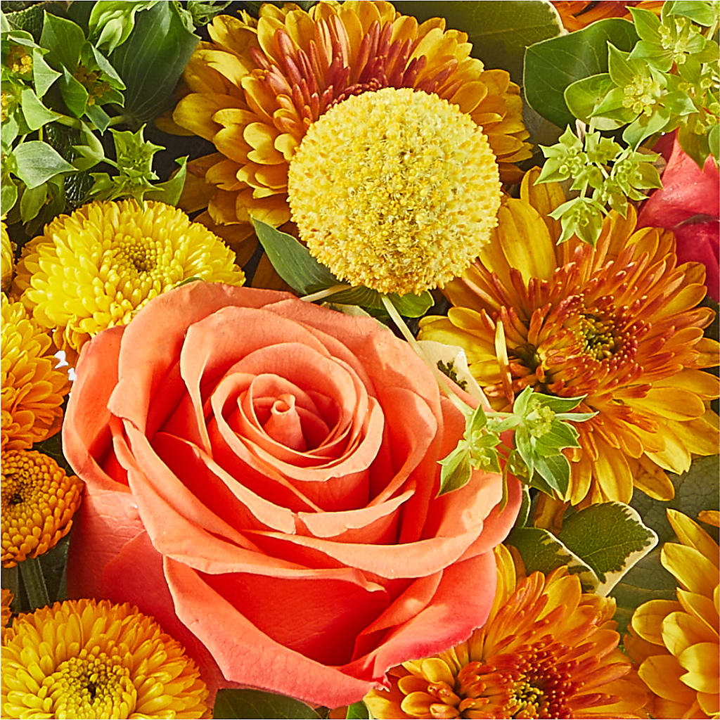 Gourdgeous Pumpkin –  Concord Flowers, Concord CA