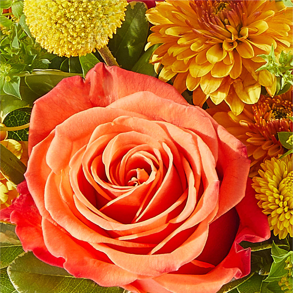 Gourdgeous Pumpkin –  Concord Flowers, Concord CA