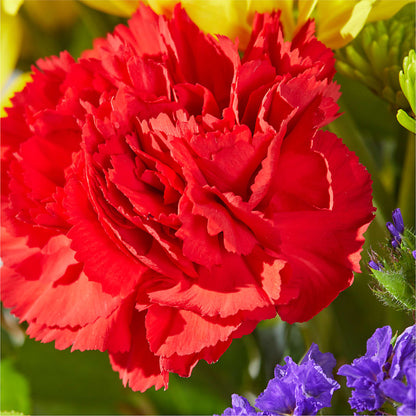Brighter Days Bouquet –  Concord Flowers, Concord CA