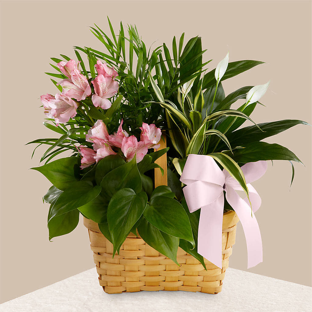 Living Spirit Dishgarden –  Concord Flowers, Concord CA
