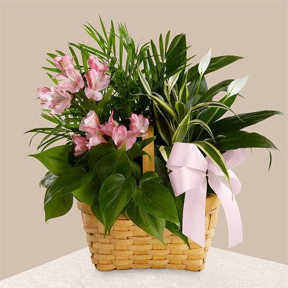 Living Spirit Dishgarden –  Concord Flowers, Concord CA