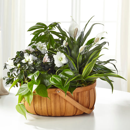 Serene Dishgarden –  Concord Flowers, Concord CA