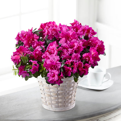 Hope & Serenity Azalea Plant –  Concord Flowers, Concord CA