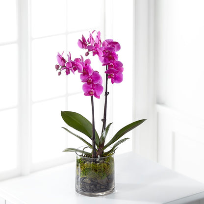 Pink Orchid Plant –  Concord Flowers, Concord CA