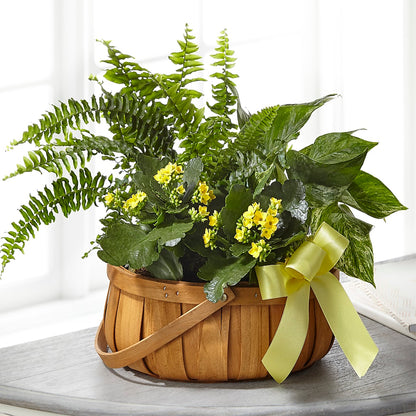 Always Dear Dishgarden –  Concord Flowers, Concord CA