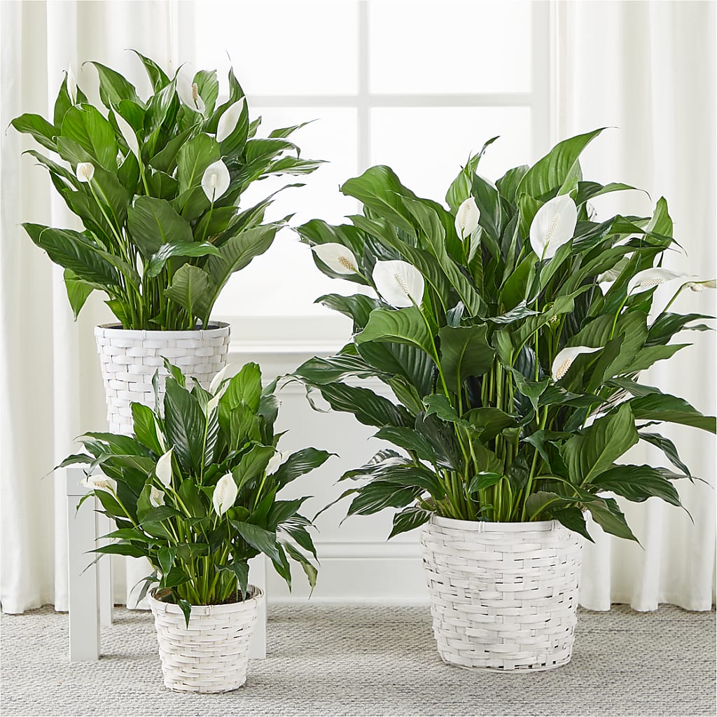 A New Leaf Peace Lily –  Concord Flowers, Concord CA