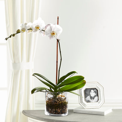 White Orchid Planter –  Concord Flowers, Concord CA