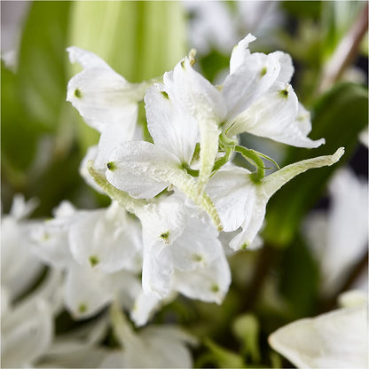 Classic Ivory – A Florist Original –  Concord Flowers, Concord CA